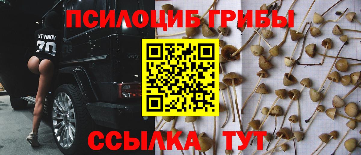 Галлюциногенные грибы Psilocybe  Вход с VPN  Галлюциногенные грибы Psilocybe  Железногорск 